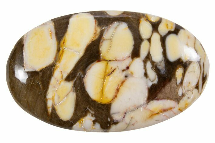 Polished Petrified Peanut Wood - Australia #341882